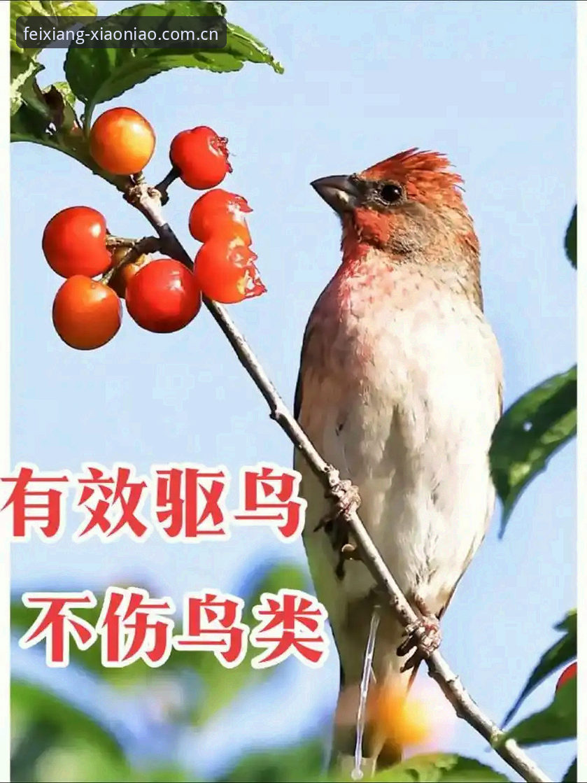 小鸟体育使用教程2026最新版本 小鸟体育2026最新版上手指南:6个实用技巧让你快速掌握全部功能